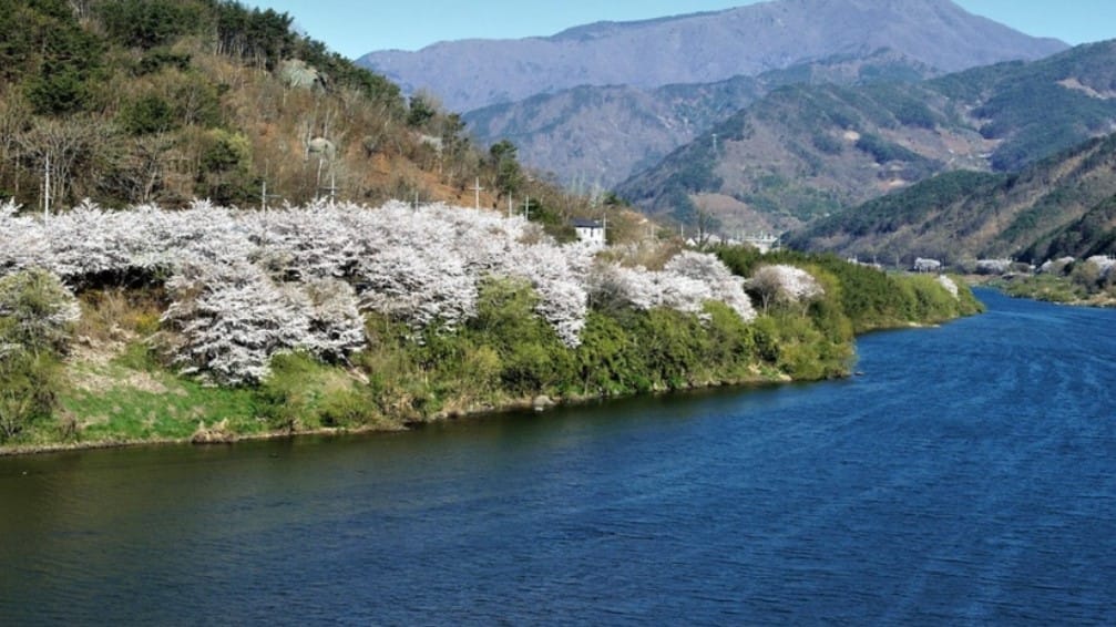 구레 300리 벗꽃 축제3 구레 300리 벗꽃 축제3