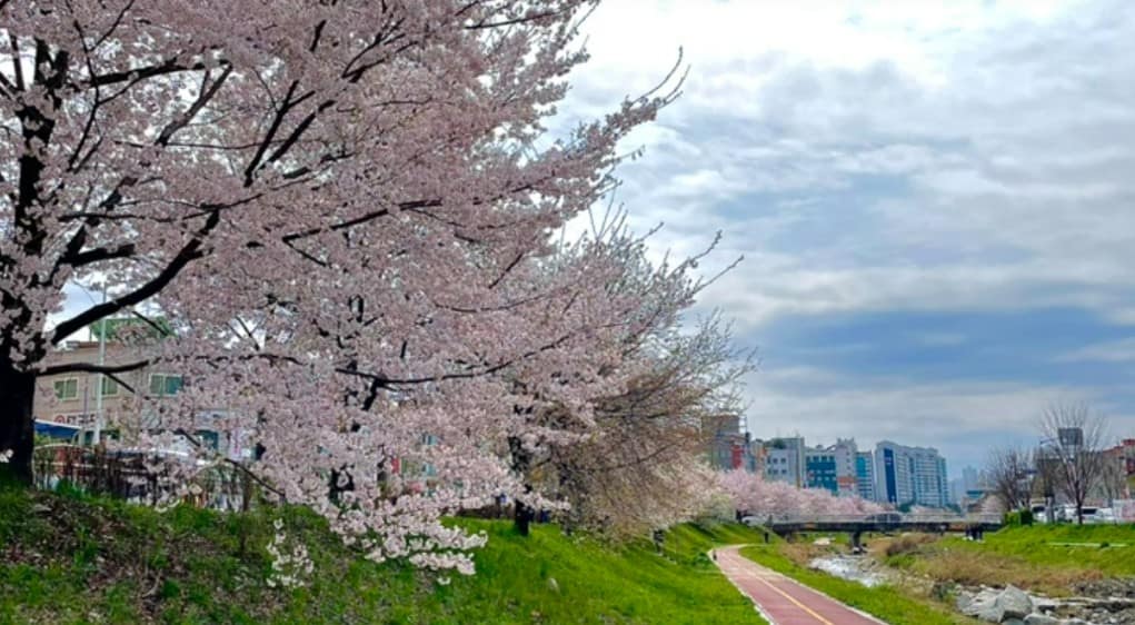 충북 벚꽃 명소 청주 무심천 충북 벚꽃 명소 청주 무심천