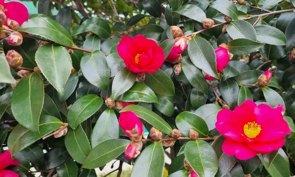서천 동백꽃 주꾸미 축제: 봄꽃과 제철 별미 만끽 가이드 3 동백꽃 군락: 봄의 절정을 만끽하는 방법