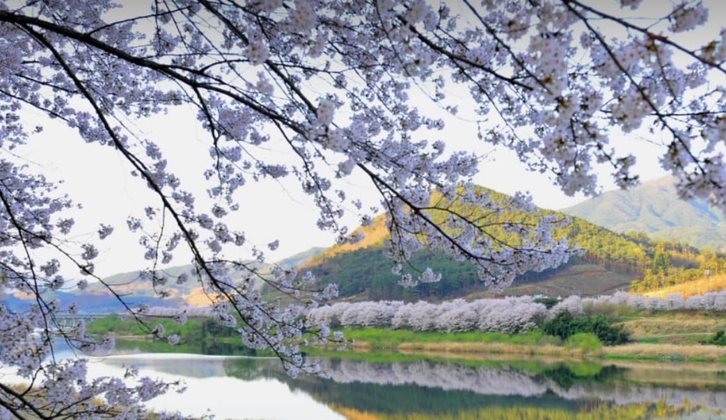 구례 벚꽃축제, 놓치면 후회할 특별한 경험 구례 벚꽃축제, 놓치면 후회할 특별한 경험