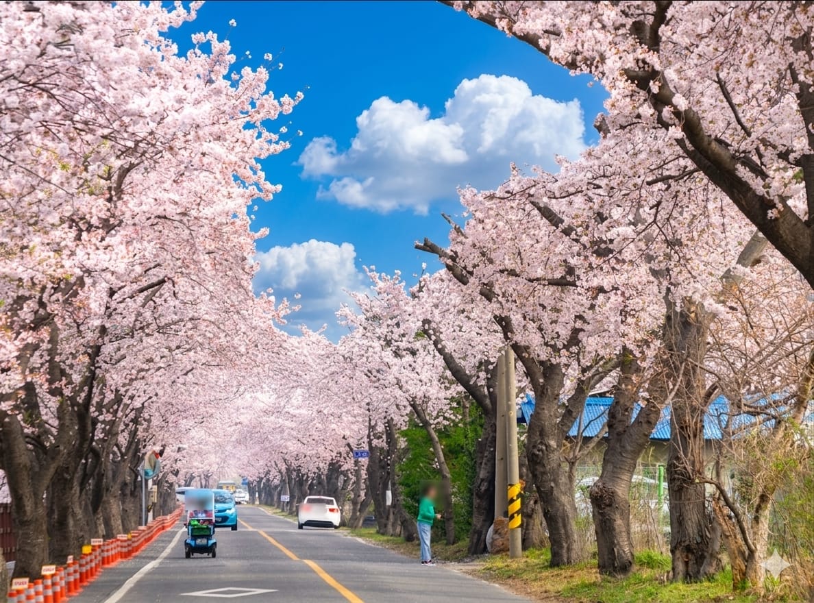 보령 주산벚꽃