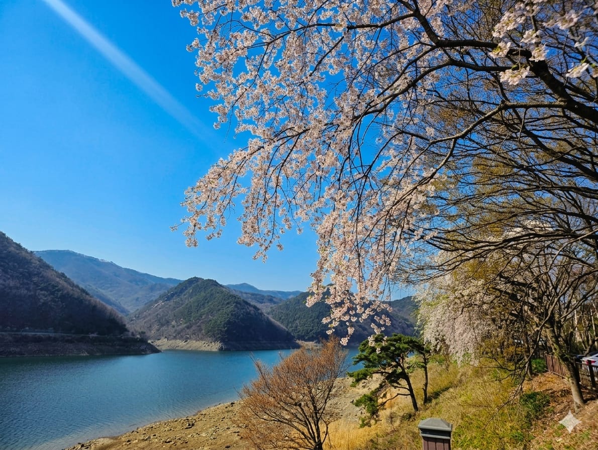 보령 주산벚꽃/봄날의 절정!/놓치면 후회!/ 3 저수지 주변은 걷기 좋은 벗꽃 길