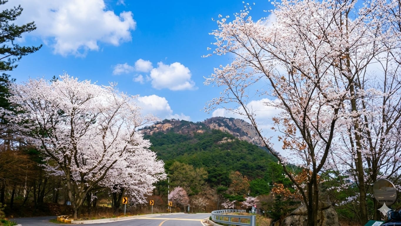 영암 백리길 벗꽃 풍경