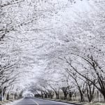 구례 300리 벚꽃축제 드라이브