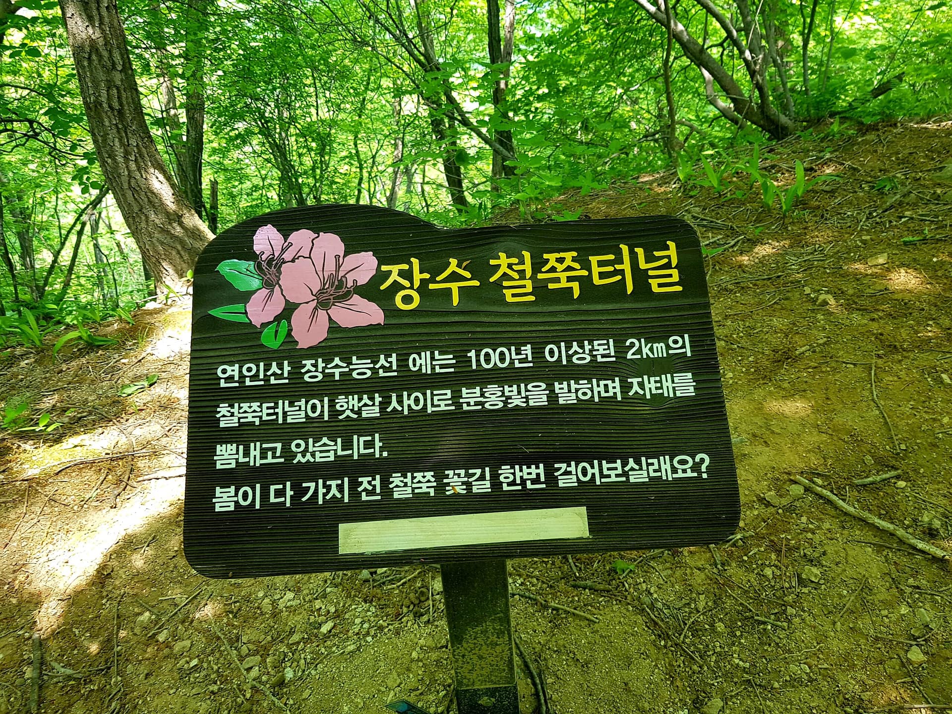 장수능선 철쭉터널 장수능선 철쭉터널