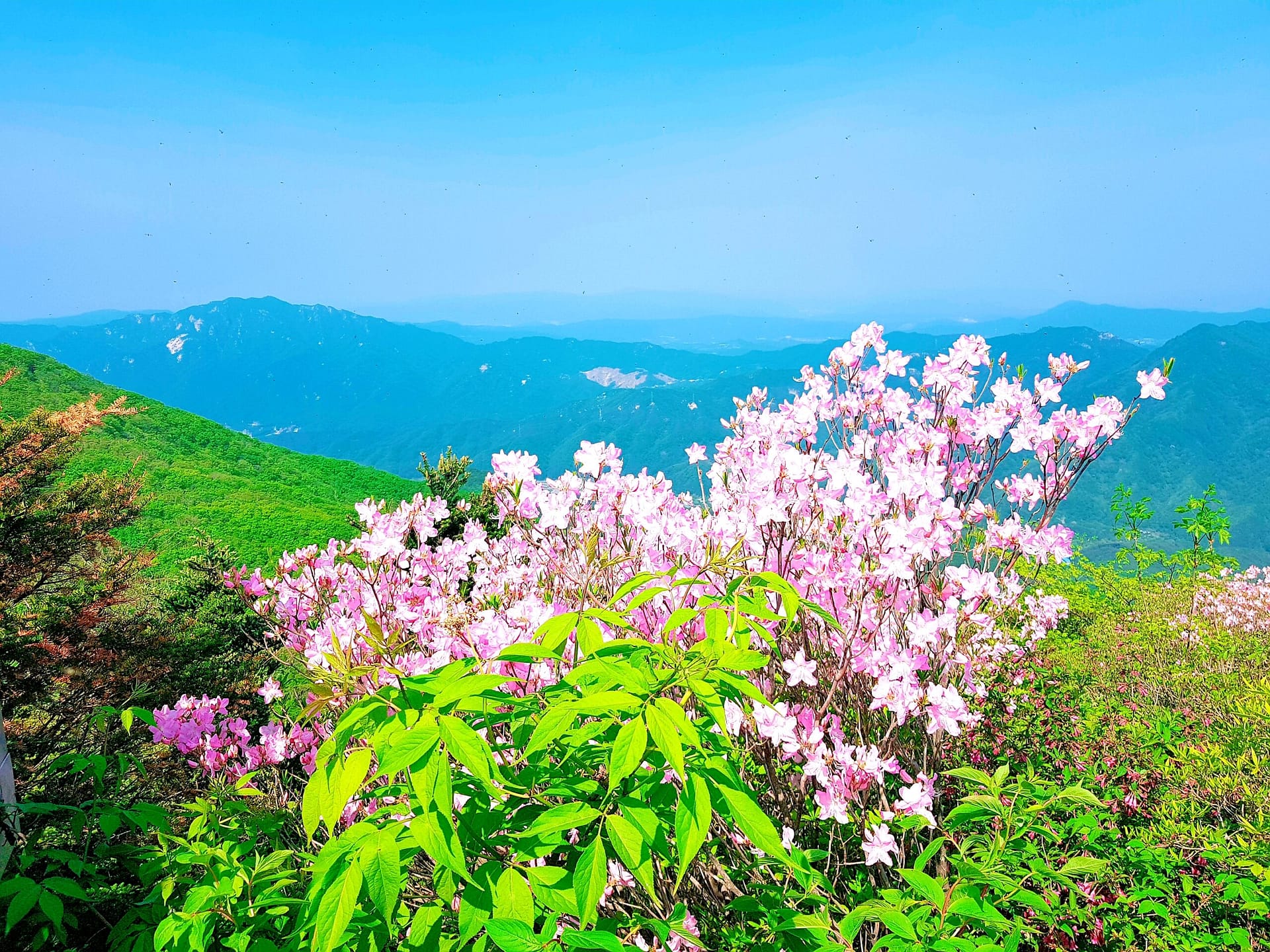 연인산 정상 철쭉 군락지의 철쭉 연인산 정상 철쭉 군락지의 철쭉