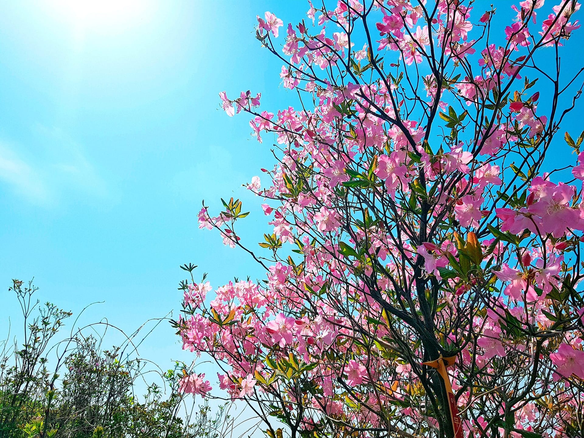 연인산 철쭉 연인산 철쭉