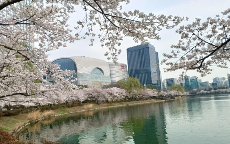 석촌호수 벗꽃