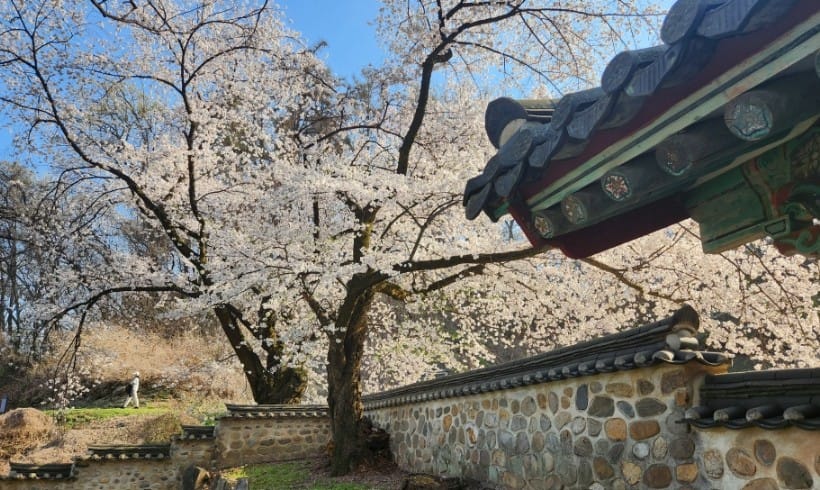 진천 길상사 충북 벚꽃 명소 진천 길상사