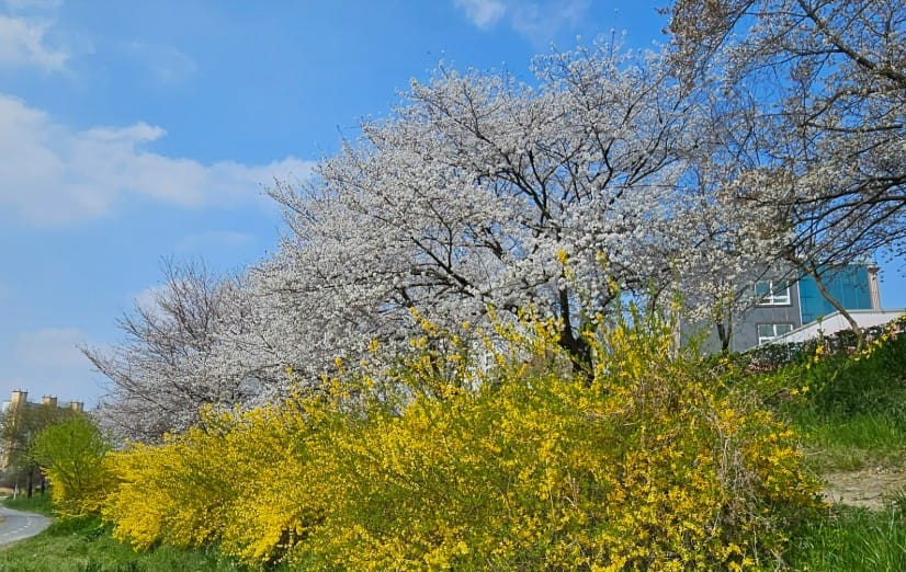 광주천 벚꽃길: 광주천 벚꽃길