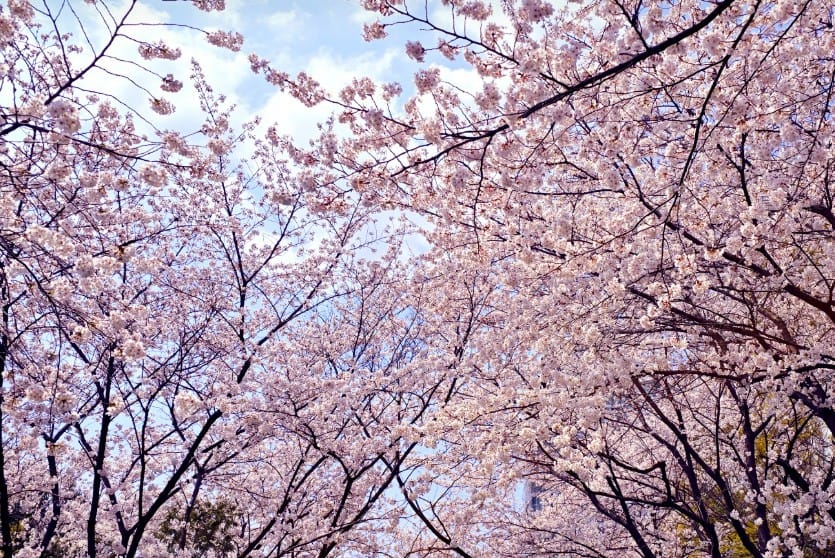 광주 양산호수 벗꽃 광주 양산호수 벗꽃