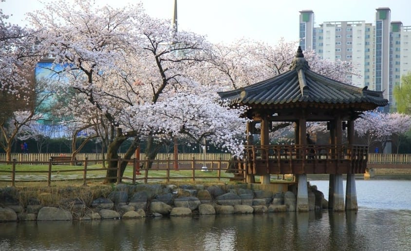 광주 벚꽃 명소 TOP 7: 개화 시기부터 스냅 사진 팁까지 완벽 가이드 2 광주운천저수지 벗꽃