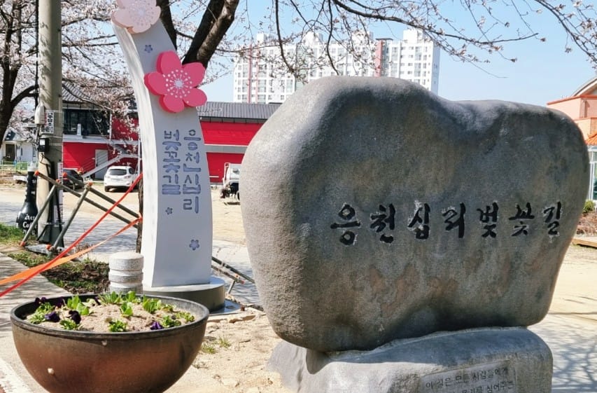 응천십리벚꽃길 응천십리벚꽃길