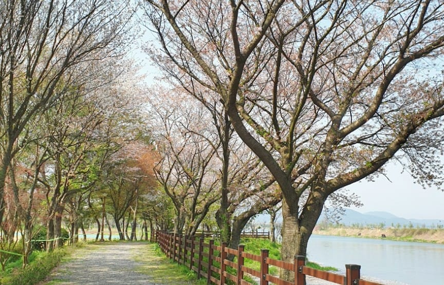 광주 벚꽃 명소 TOP 7: 개화 시기부터 스냅 사진 팁까지 완벽 가이드 3 광주 송산유원지