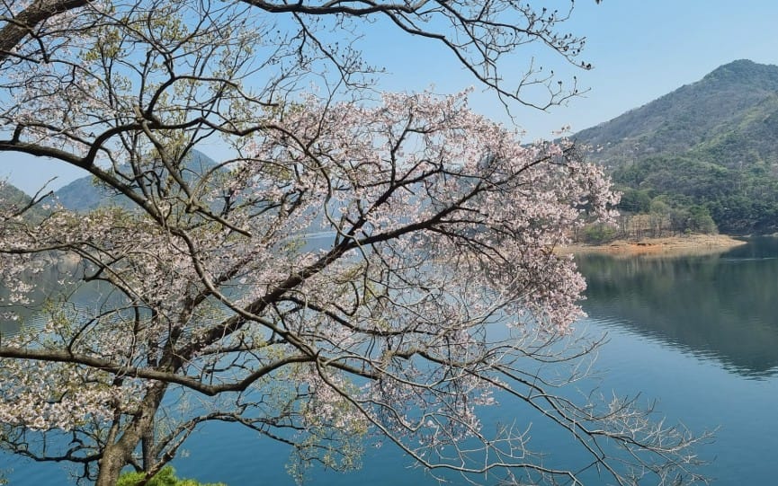 옥천 천상의정원 옥천 천상의정원