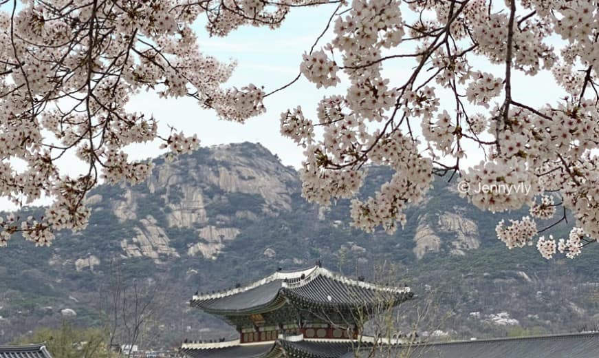 서울 도심 벚꽃 명소와 인생샷 카페: 봄날의 낭만 만끽 2 서촌 카페 아르크 루프탑 벚꽃 뷰 명소