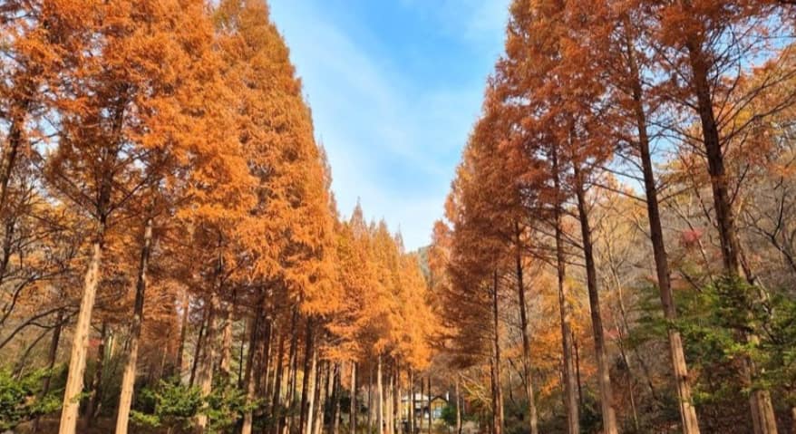 충남 논산 온빛자연휴양림. 숲속의 안식처. 숙박부터 즐길 거리까지! 3 휴양림에서 즐길 수 있는 특별한 즐거움!