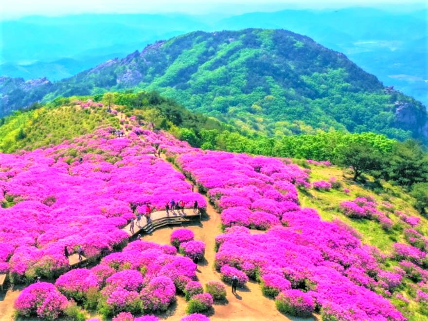 황매산쩔쭉 풍경 황매산쩔쭉 풍경