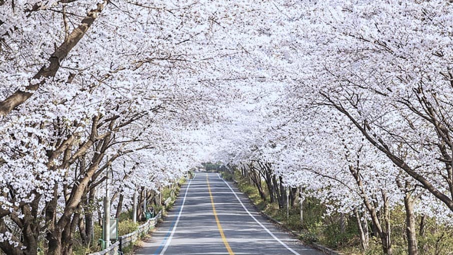 국내 최장 벚꽃 드라이브 코스 국내 최장 벚꽃 드라이브 코스