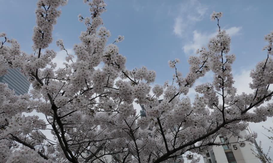 서울 여의도 윤중로 벗꽃 서울 여의도 윤중로 벗꽃