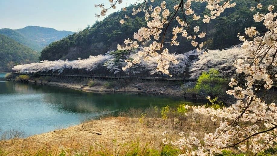 부안 개암동 벗꽃