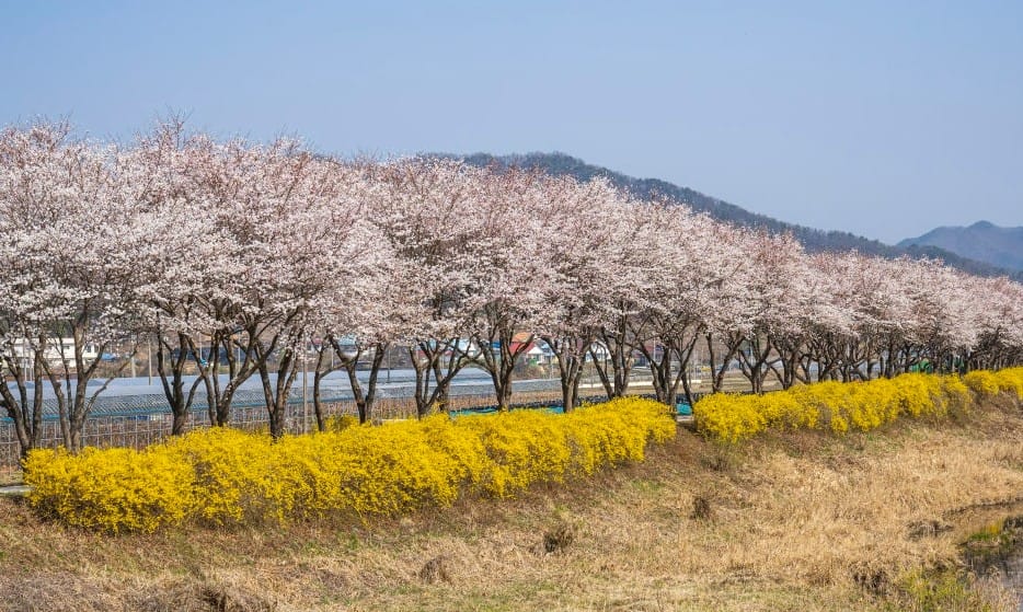 보은 보청천 보은 보청천
