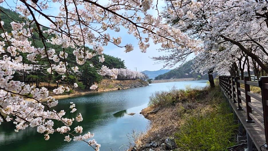 부안 개암제 벗꽃 부안 개암제 벗꽃