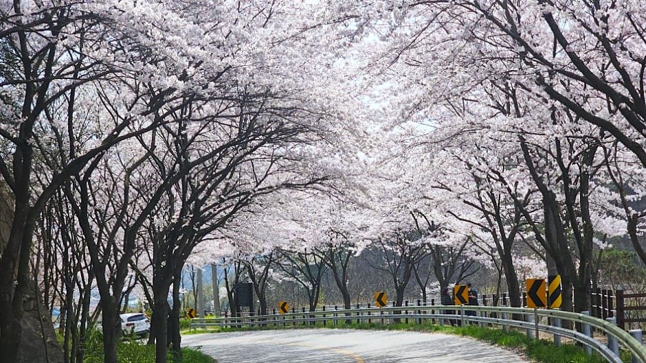 부안 개암동 벗꽃길 부안 개암동 벗꽃길