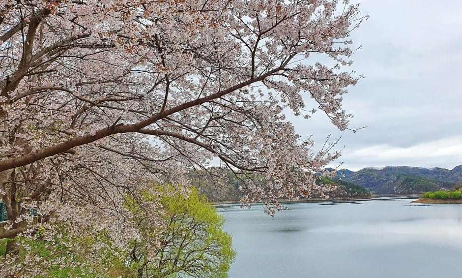 보은 남대문공원 보은 남대문공원