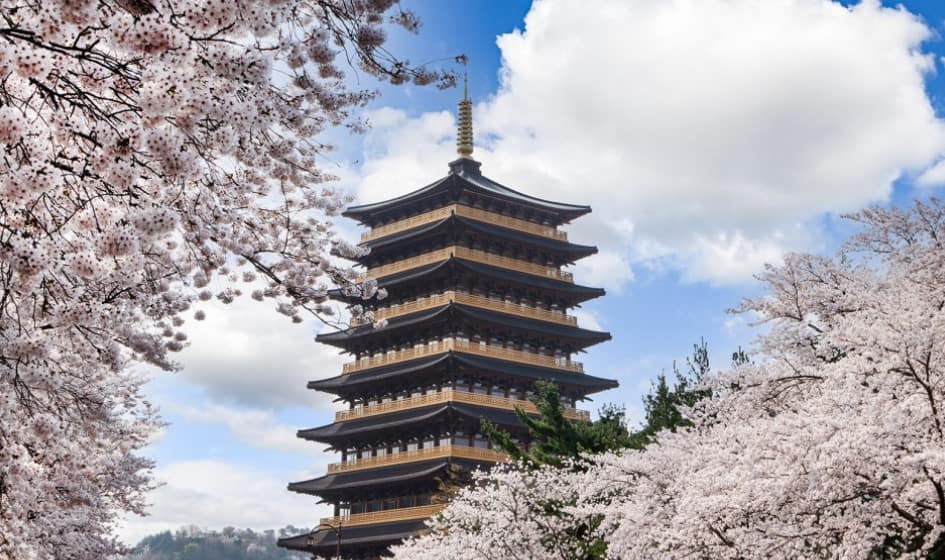 경주 보문단지 대릉원 벗꽃 경주 보문단지 대릉원 벗꽃