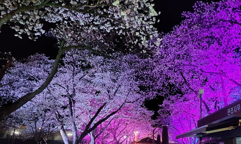 충북 벚꽃 명소