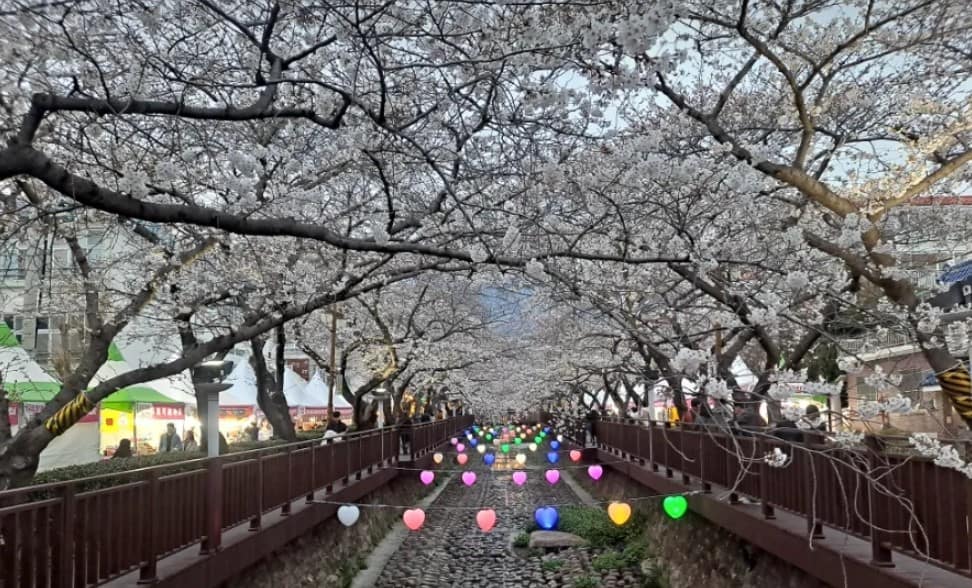 진해 군향제 벗꽃 진해 군향제 벗꽃
